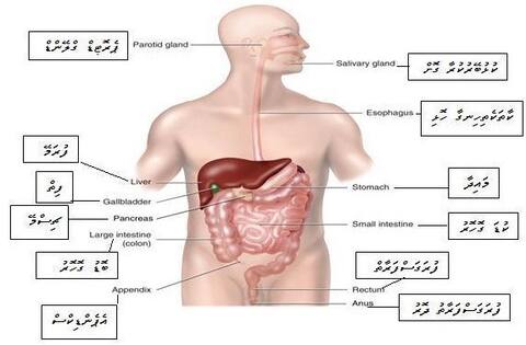 ފުރަގަސްފަރާތް