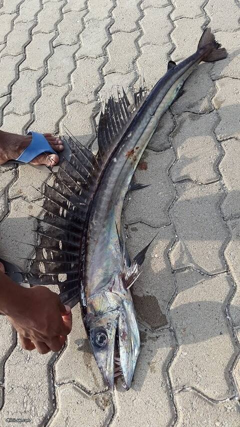 ށ ފުނަދޫ ޑިންގީ އަކުން އާދަޔާ ޚިލާފު މަހެއް ބާނައިފި
