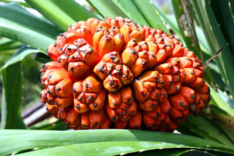 ކަށިކޭލުން ލިބޭ ސިއްޚީ ފައިދާތައް