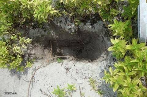 ވިލިމާލޭގައި މަހާނައެއް ކޮނެފައި ހުއްޓައި ފެނިއްޖެ