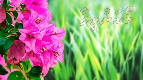 ބޯގަންވިލާ (ހަވަނަބައި)