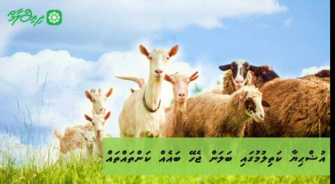 އުޟްޙިޔާ ކަތިލުމުގައި ބަލަން ޖެހޭ ބައެއް ކަންތައްތައް