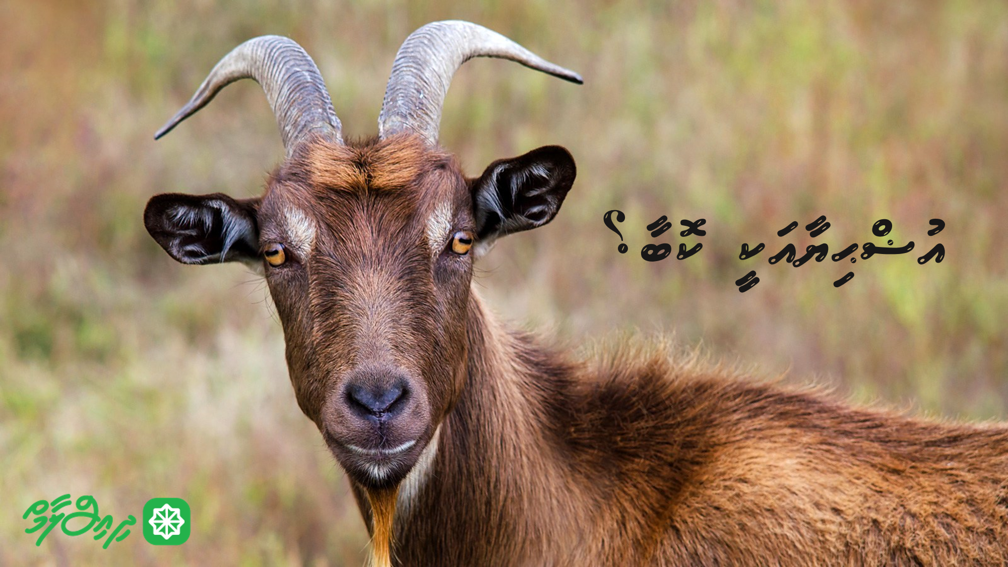 އުޟްޙިޔާއަކީ ކޮބާ؟
